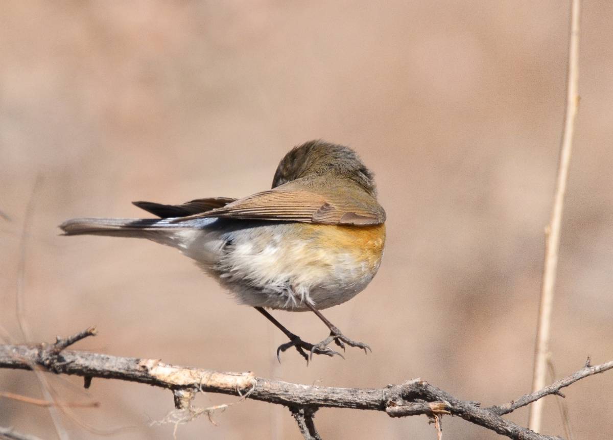 Птицы бурятии фото с названием Red-flanked Bluetail (Tarsiger cyanurus). Birds of Siberia.