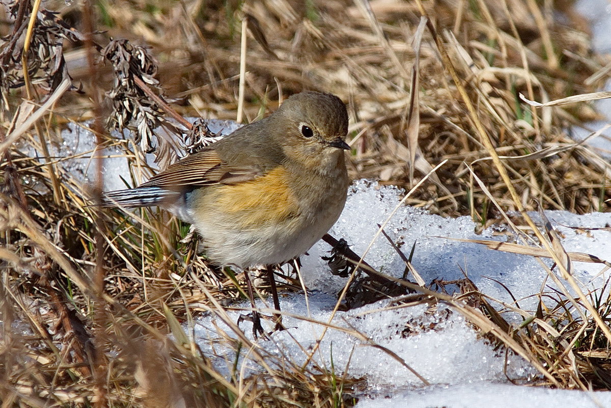 Птицы бурятии фото с названием Red-flanked Bluetail (Tarsiger cyanurus). Birds of Siberia.