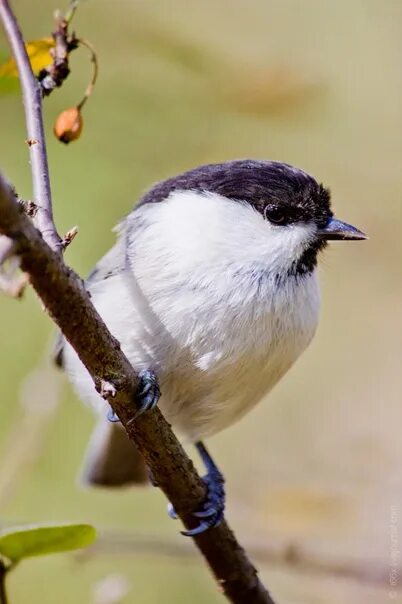 Птицы челябинской области фото BIRDS - Фотография 25 из 36 ВКонтакте