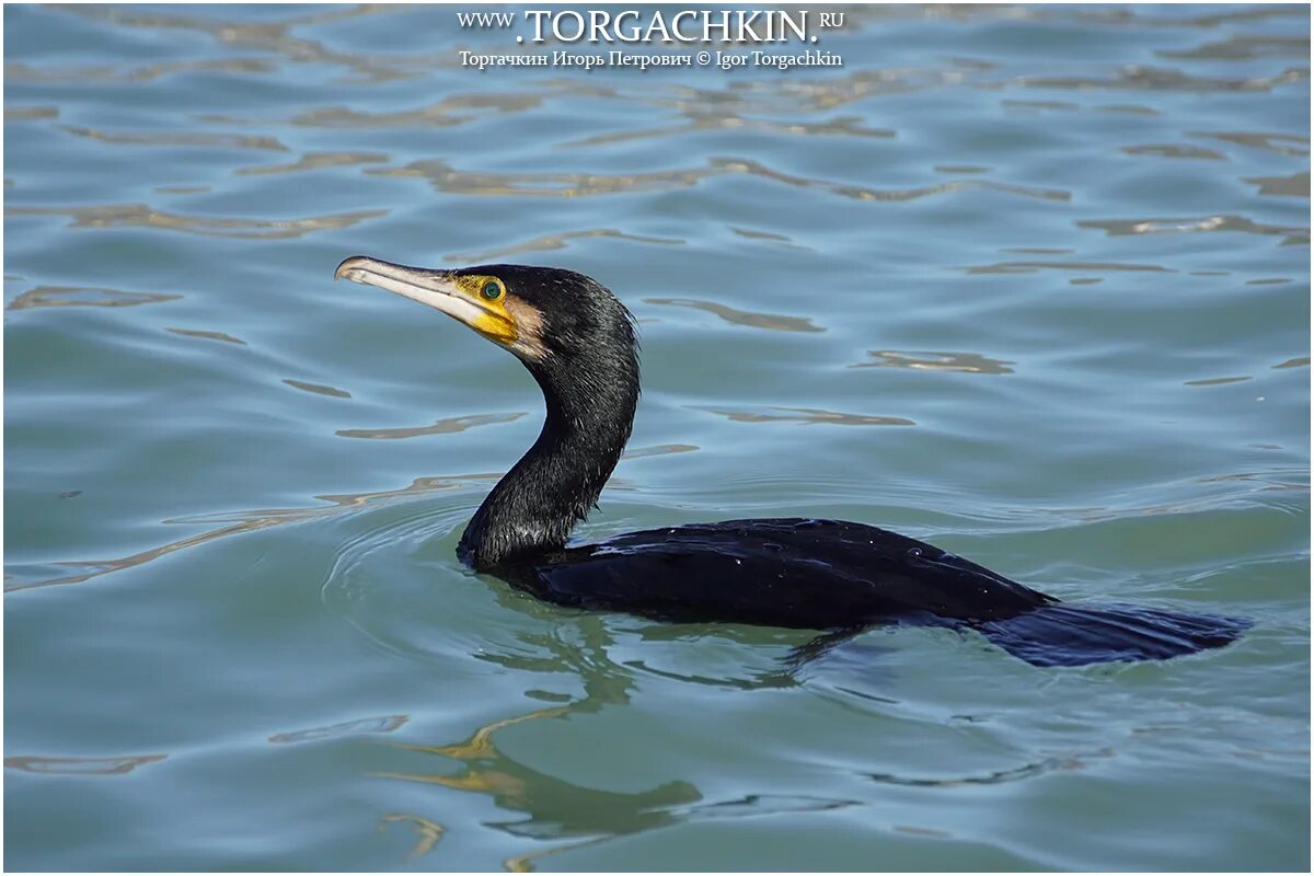 Птицы черного моря фото с названиями ФотоБлог Торгачкин Игорь Петрович © Igor Torgachkin: Птицы Краснодарского края, 