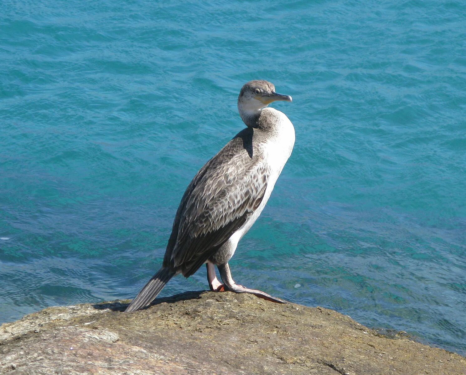 Птицы черного моря фото с названиями Файл:Jielbeaumadier cormoran huppe desmarest 4 calvi 2009.jpeg - Википедия