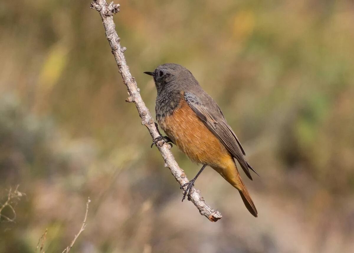 Птицы черноземья фото с названиями Black Redstart (Phoenicurus ochruros). Birds of Siberia.