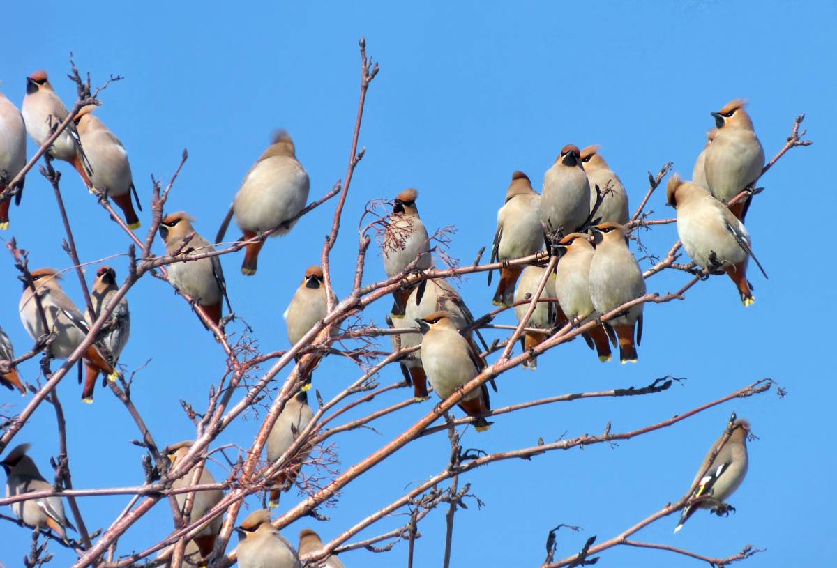 Птицы черноземья фото с названиями липецк Bohemian Waxwing (Bombycilla garrulus). Birds of Siberia.