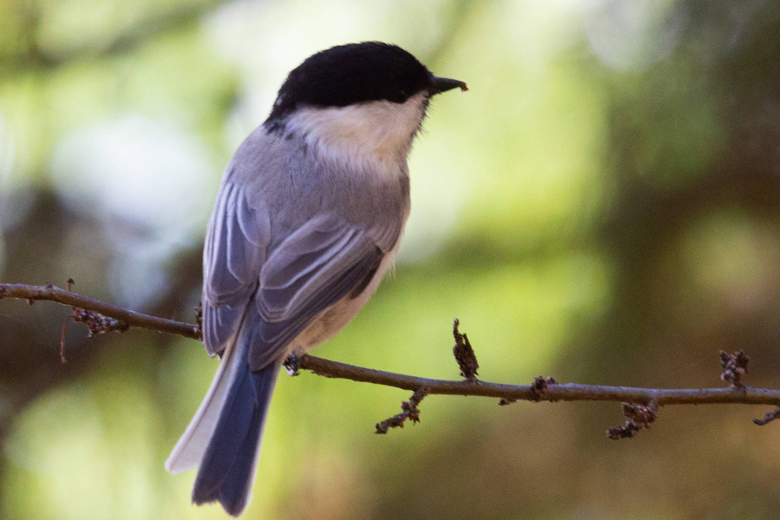 Птицы дальнего фото Willow Tit (Parus montanus). Birds of Siberia.