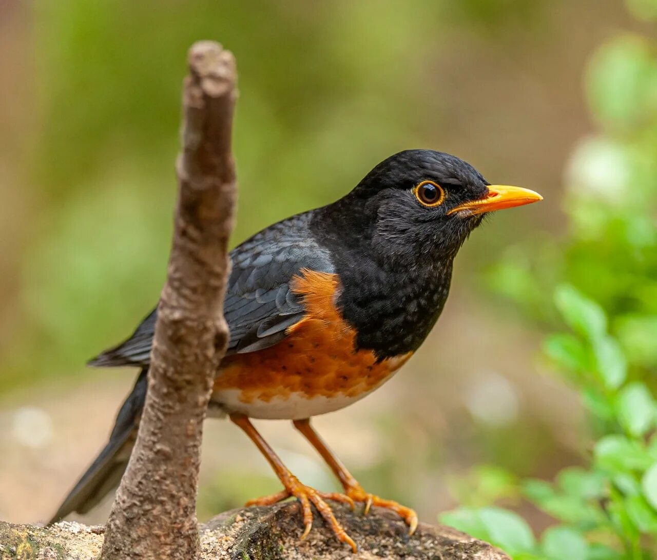 Птицы дрозды фото с названиями 14 Birds That Look Like Robins (With Pictures) - Optics Mag