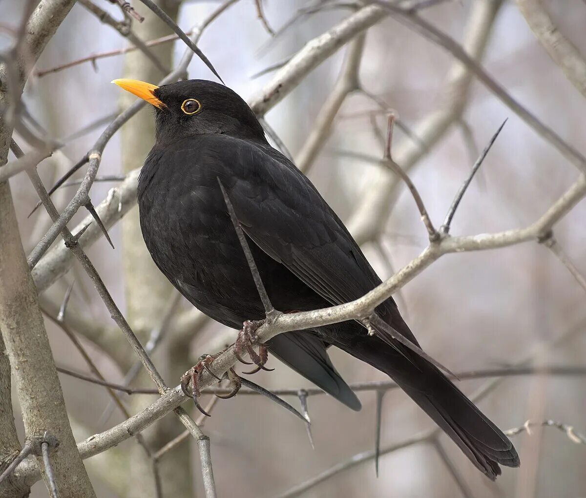 Птицы дрозды фото с названиями Файл:Чёрный дрозд (Turdus merula, per aspera), Битцевский лес.jpg - Вікіпедыя