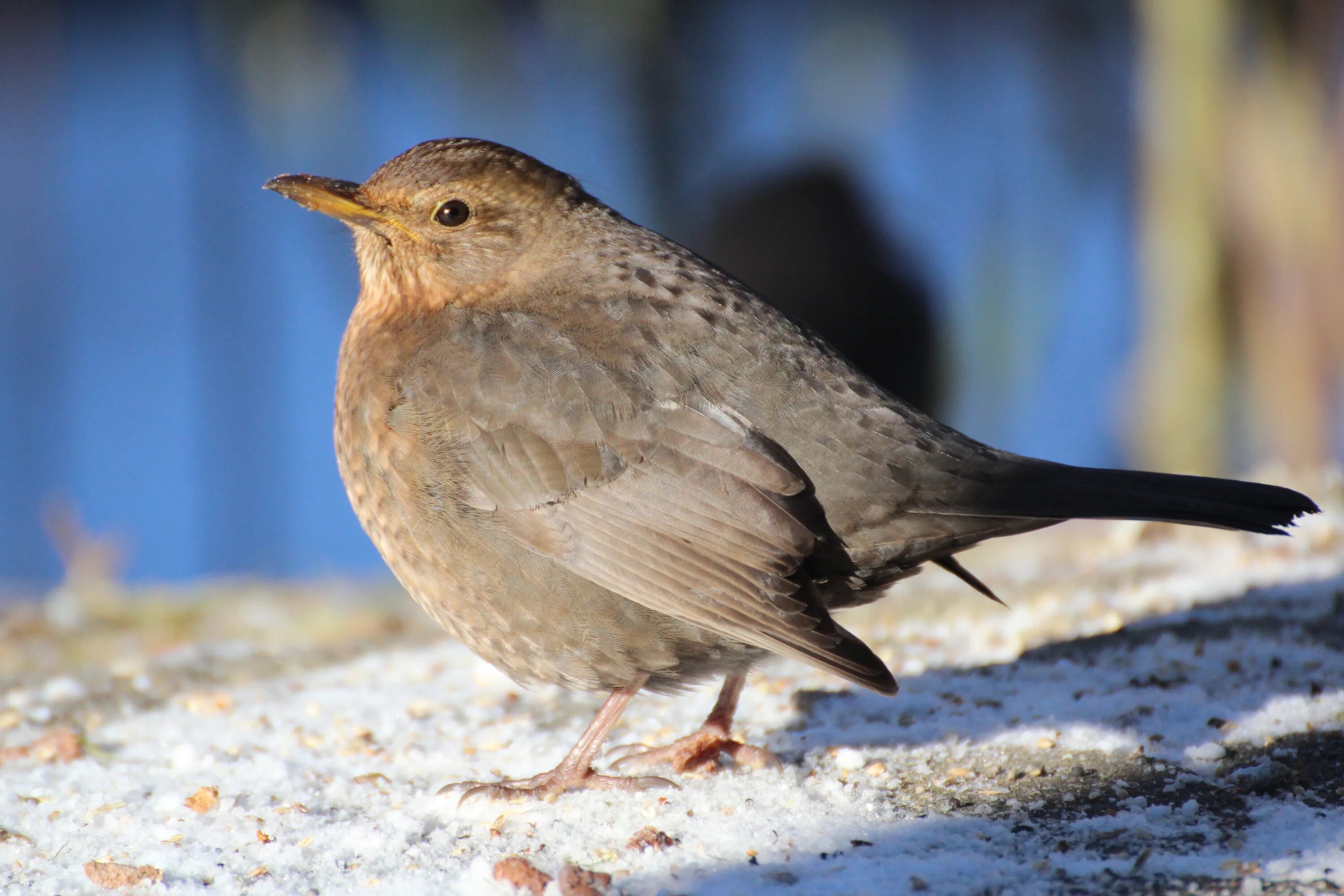 Птицы дрозды фото с названиями Blackbird Winter free image download