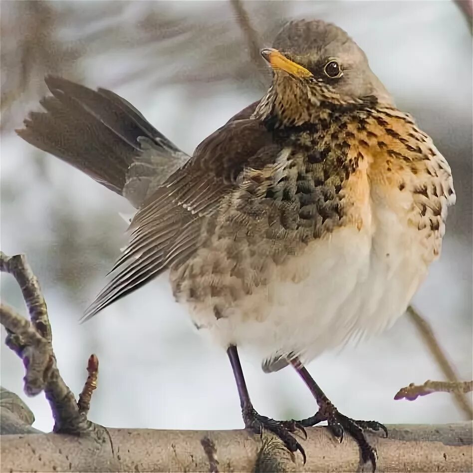 Птицы дрозды фото с названиями Файл:Turdus pilaris2.jpg - Вікіпедія