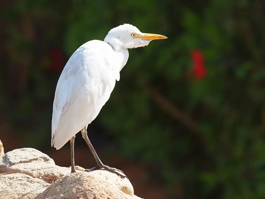 Птицы египта фото Western Cattle Egret Western Cattle Egret - Bubulcus ibis . Flickr