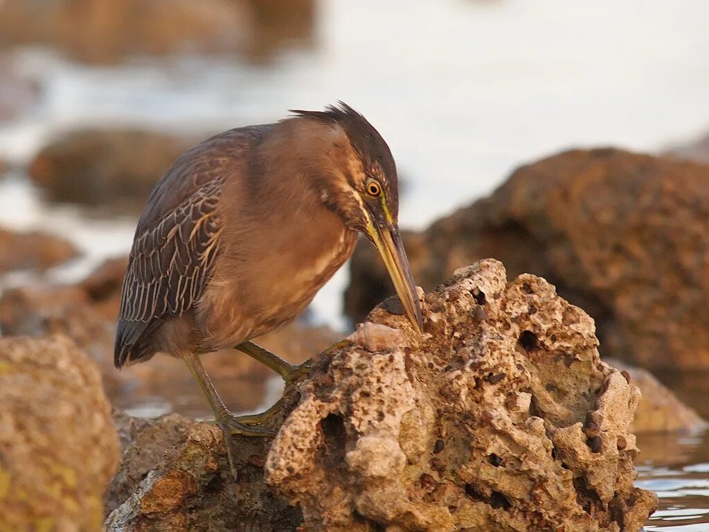 Птицы египта фото Striated Heron Striated Heron - Butorides striata brevipes. Flickr