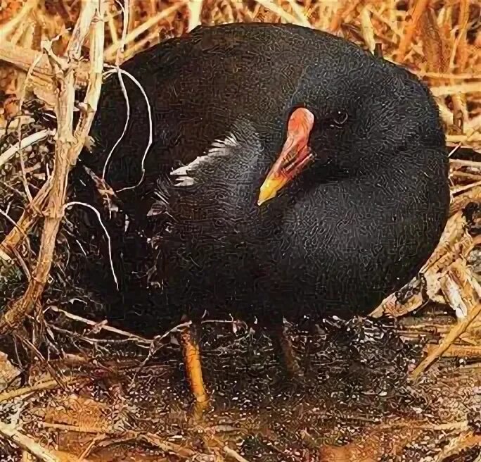 Птицы египта фото с названиями Moorhen, Lake Borolos , Egypt Egypt, Bird watching, Bird