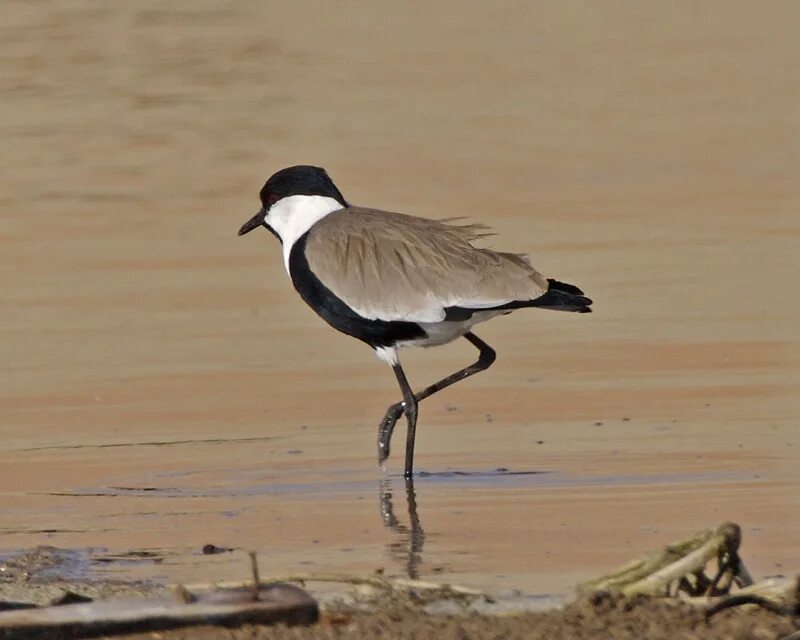 Птицы египта фото с названиями ملف:Spur-winged Lapwing (Vanellus spinosus) - Flickr - Lip Kee (2).jpg - ويكيبيد