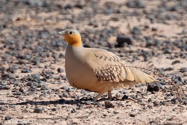 Птицы египта фото с названиями Male Spotted Sandgrouse - Pterocles senegallus Arthur Grosset Flickr