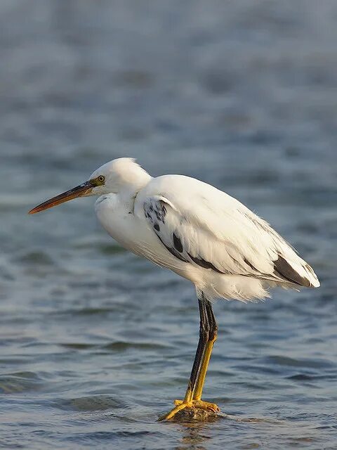 Птицы египта фото с названиями Western Reef Heron Western Reef Heron - Egretta gularis sc. Flickr