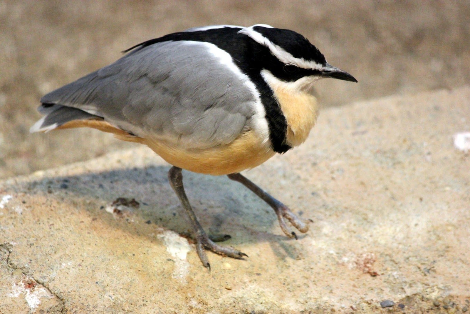 Птицы египта фото с названиями Egyptian Plover Plover, Animals, Beautiful birds