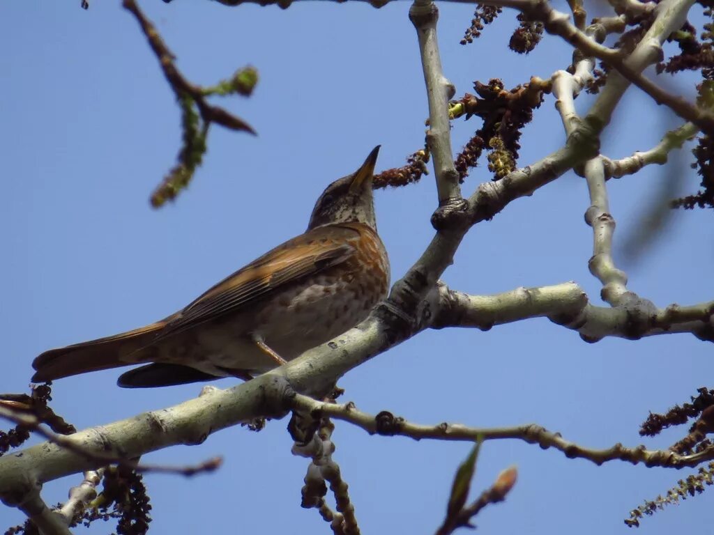 Птицы екатеринбурга фото Naumann's x Dusky Hybrid Thrush (Turdus (naumanni x eunomus)). Birds of Siberia.