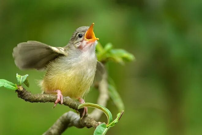 Птицы фото голос Why Do Birds Sing the Same Song Over and Over? Identifying birds, Why do birds, 