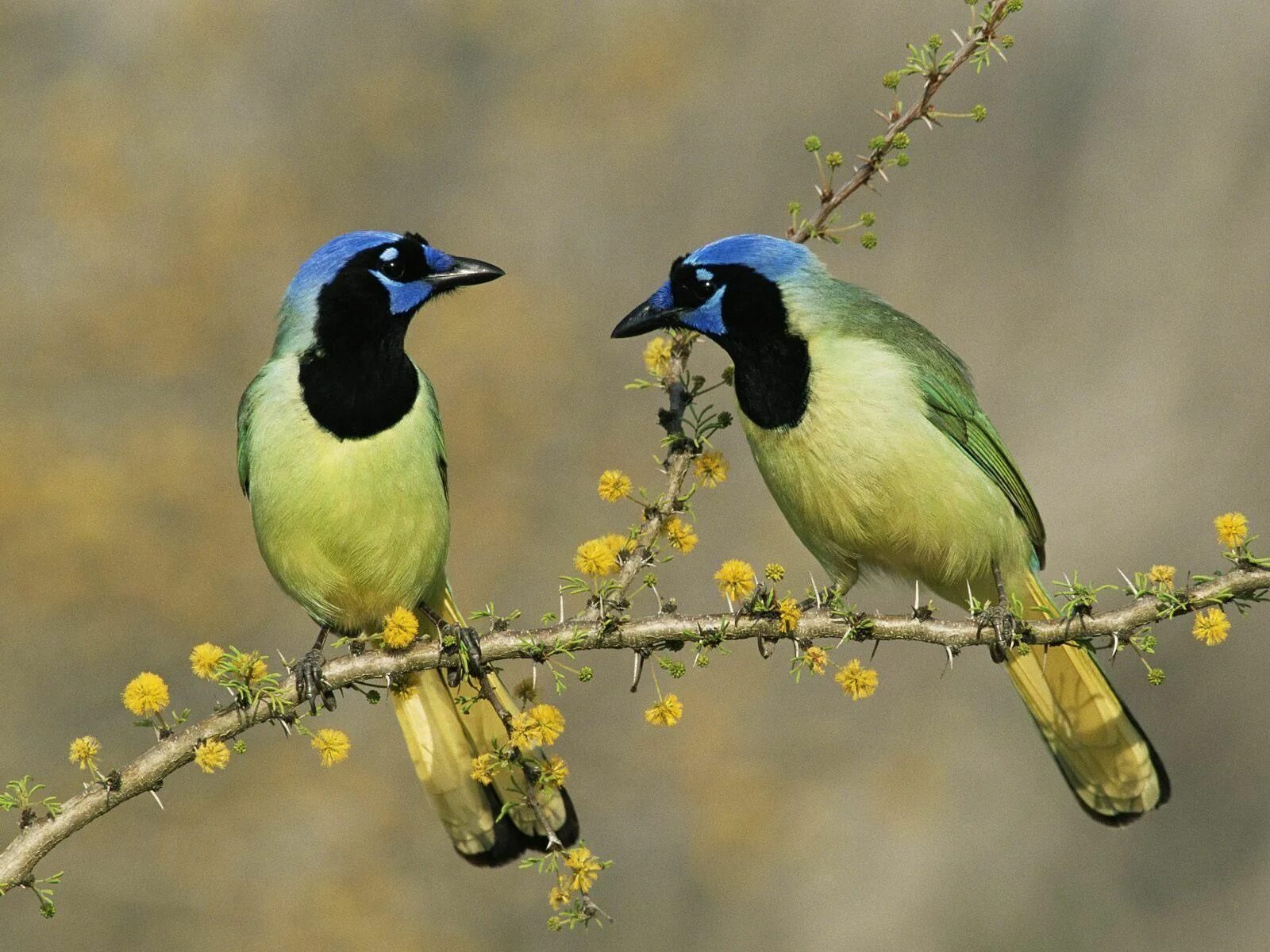 Птицы фото и состав Pin on Birds