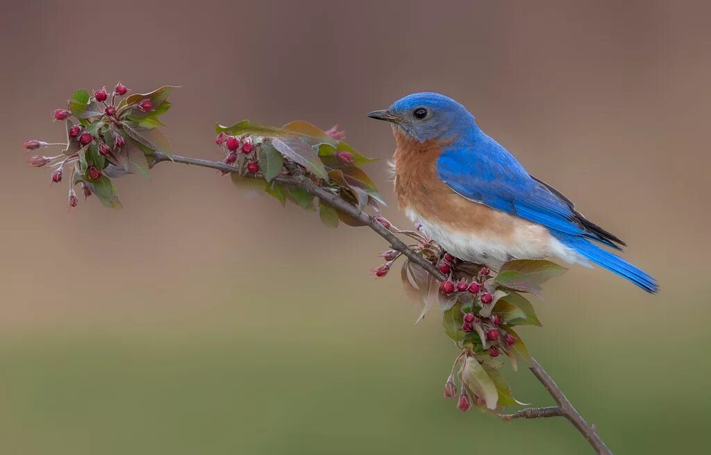 Птицы фото отзывы Eastern bluebird (m) Philip Dunn Flickr