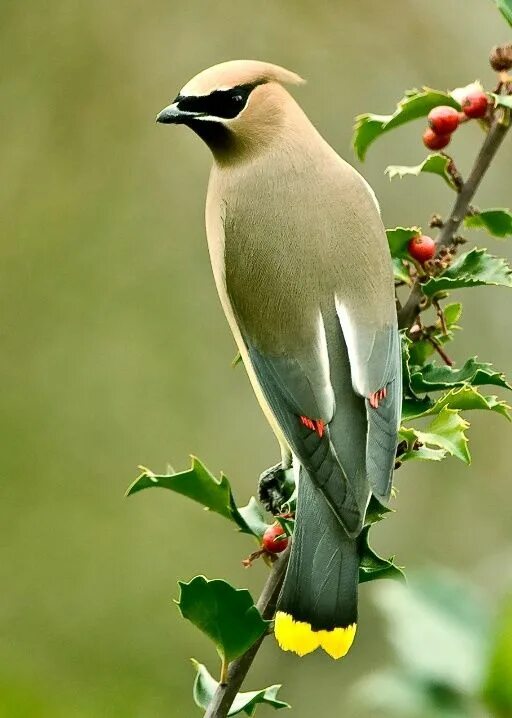 Птицы фото отзывы Cedar Waxwing...................birds Cedar waxwing, Backyard birds, Beautiful b