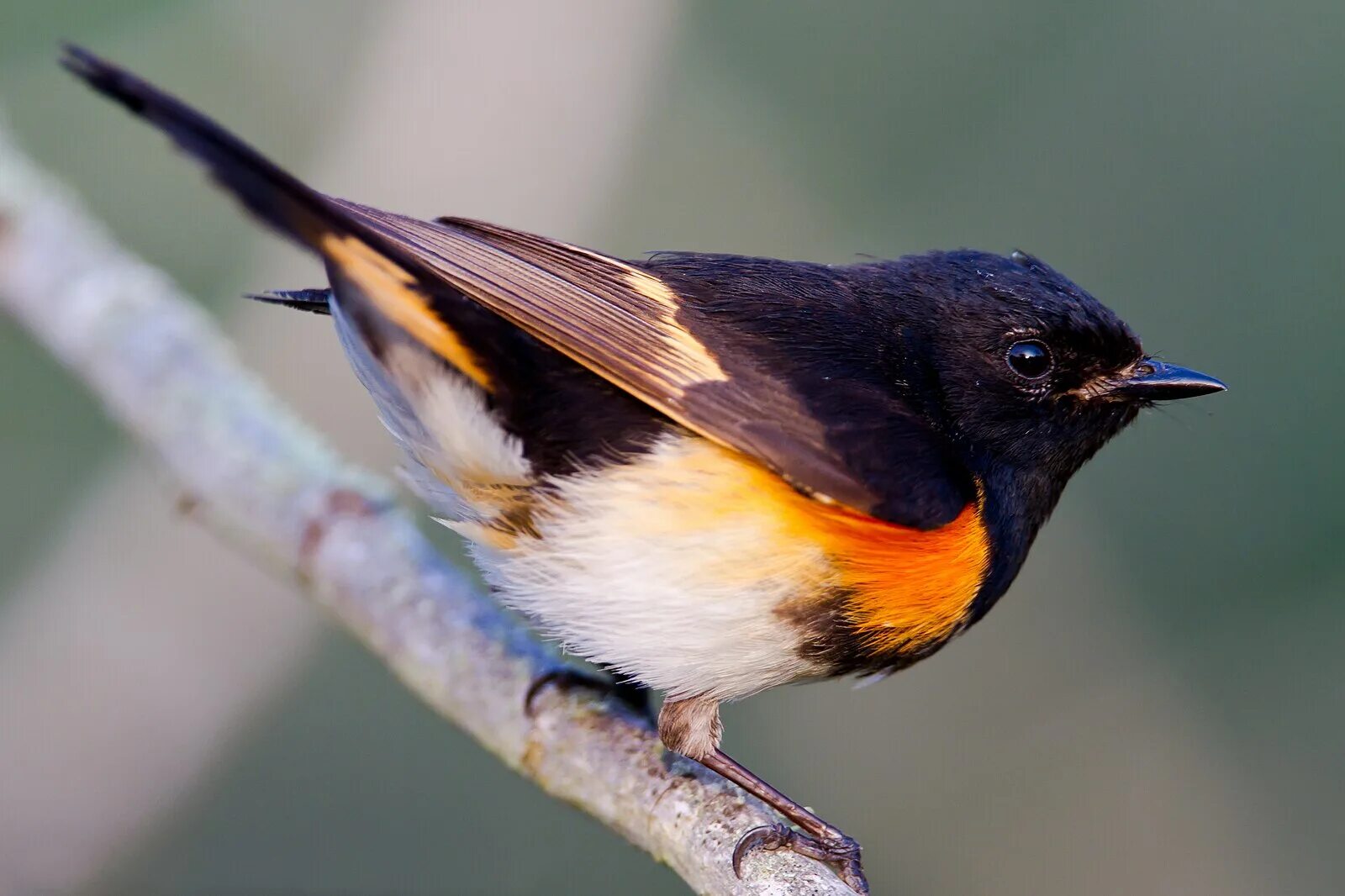 Птицы фото с названиями File:American Redstart of Quintana Texas1.jpg - Wikipedia