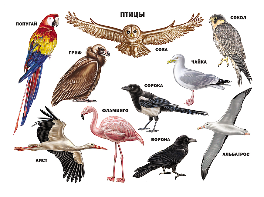 Птицы фото с названиями для детей Плакат. Птицы - купить в интернет-магазине по низкой цене на Яндекс Маркете