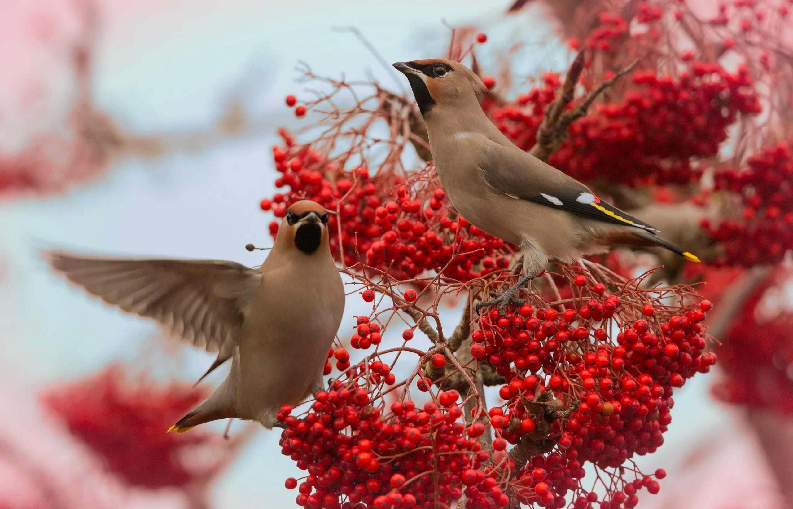 Птицы фото в хорошем качестве Download wallpaper birds, branches, berries, two, fruit, pair, red, Rowan, secti