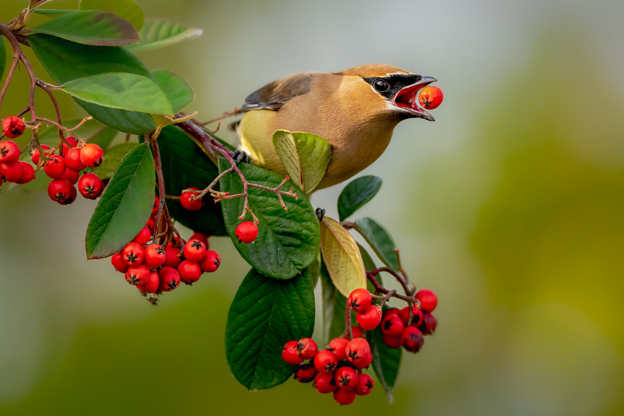 Птицы фото в хорошем качестве Behind The Shot: How A Telephoto & Fast Frame Rate Caught The Perfect Berry Mome