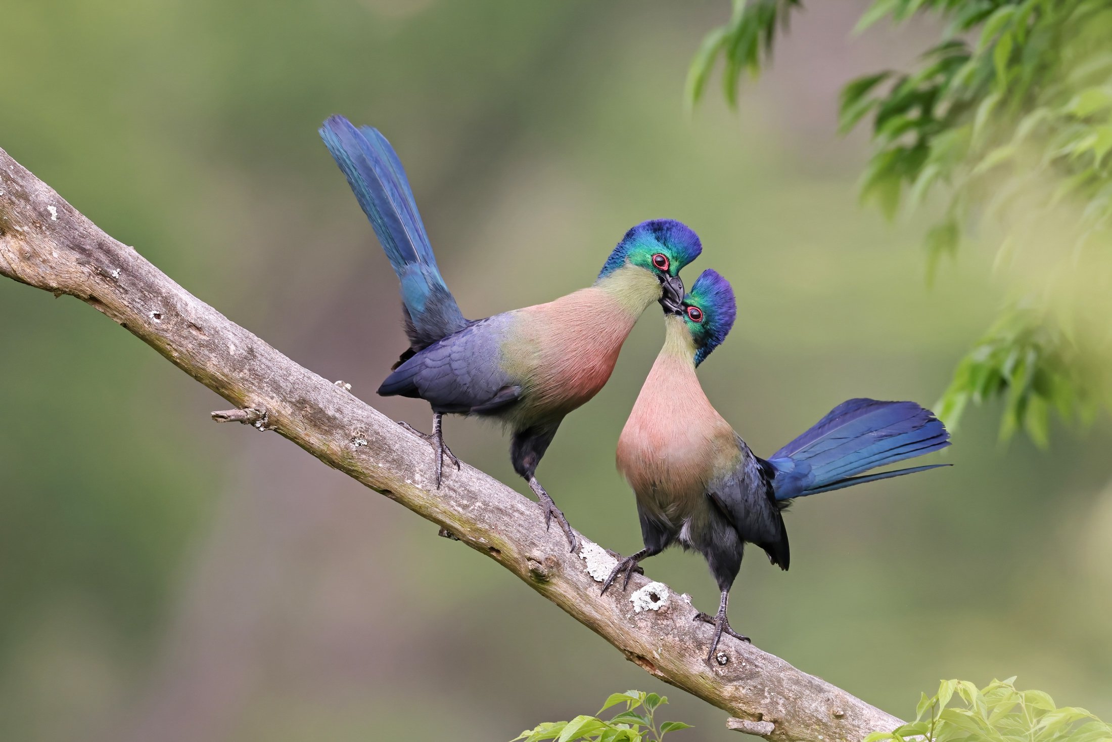 Птицы фото в хорошем качестве Победители фотоконкурса Bird Photographer of the Year 2022 - Российская газета