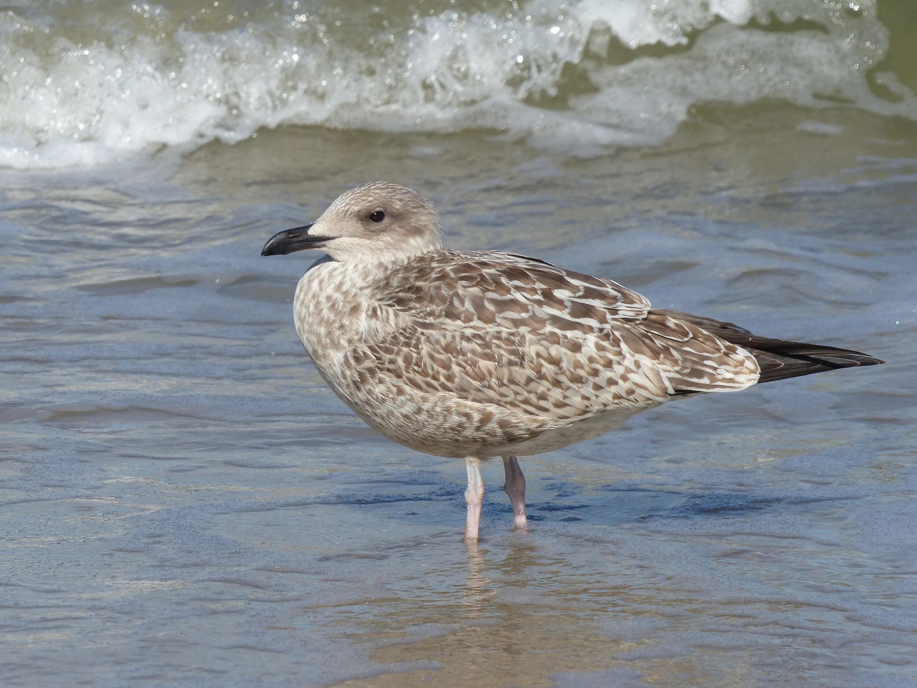 Птицы геленджика фото Free Images : sea, water, nature, bird, seabird, seagull, wildlife, beak, fauna,