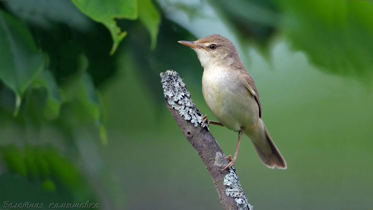 Птицы голос фото название Голоса птиц как поёт Камышовка болотная Acrocephalus palustris - YouTube