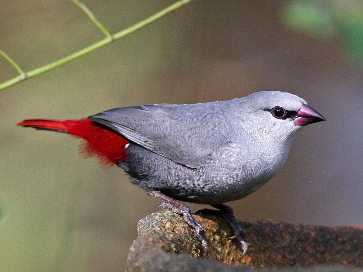 Птицы голос фото название Lavender Waxbill (Estrilda caerulescens) by Frans_Vandewalle 美 し い 鳥, フ ィ ン チ, 鳥