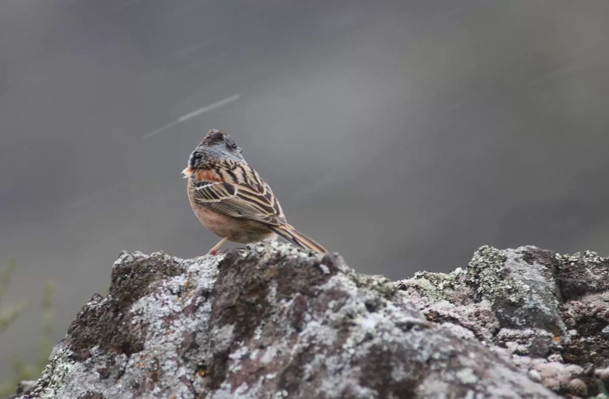 Птицы горного алтая фото и названия Godlewski's Bunting (Emberiza godlewskii). Birds of Siberia.