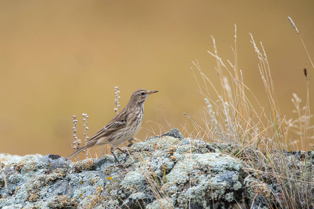 Птицы горного алтая фото и названия Water Pipit (Anthus spinoletta). Birds of Siberia.