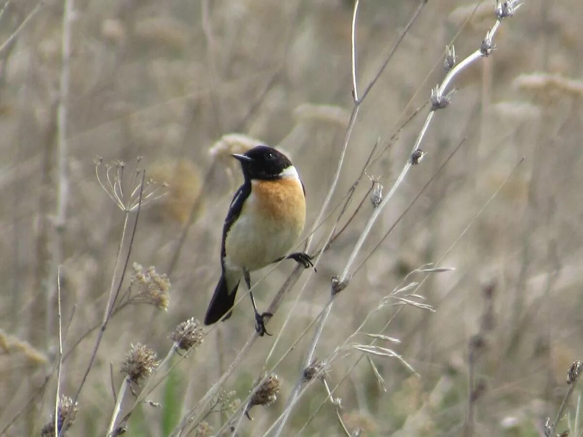 Птицы горного алтая фото и названия Common Stonechat (Saxicola torquata). Birds of Siberia.