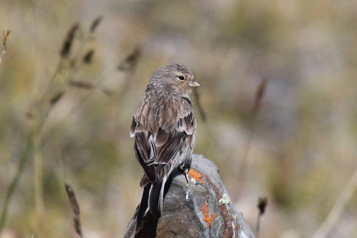 Птицы горного алтая фото и названия Горная чечётка (Acanthis flavirostris). Птицы Сибири.