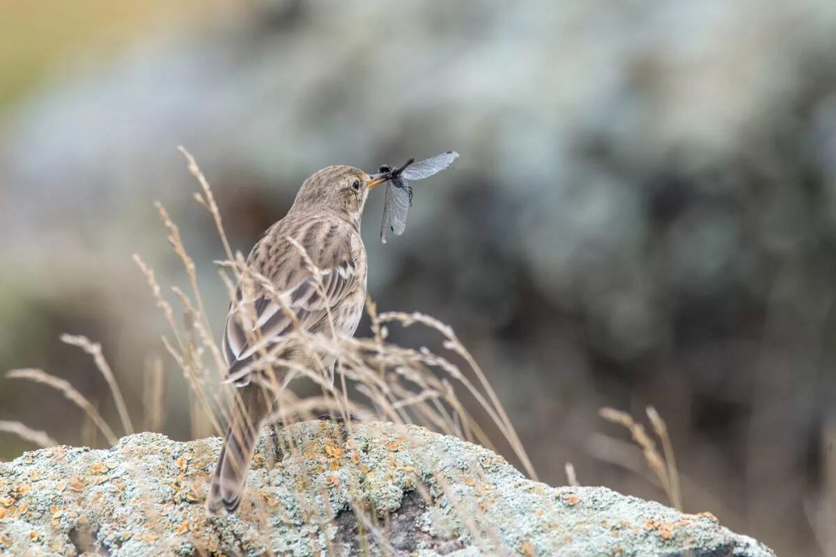 Птицы горного алтая фото и названия Горный конёк (Anthus spinoletta). Птицы Сибири.