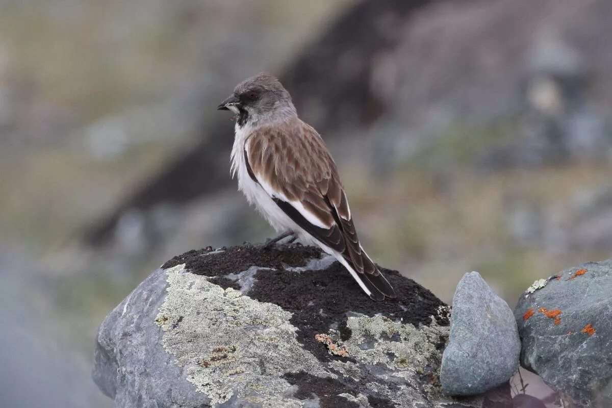 Птицы горного алтая фото и названия White-winged Snowfinch (Montifringilla nivalis). Birds of Siberia.