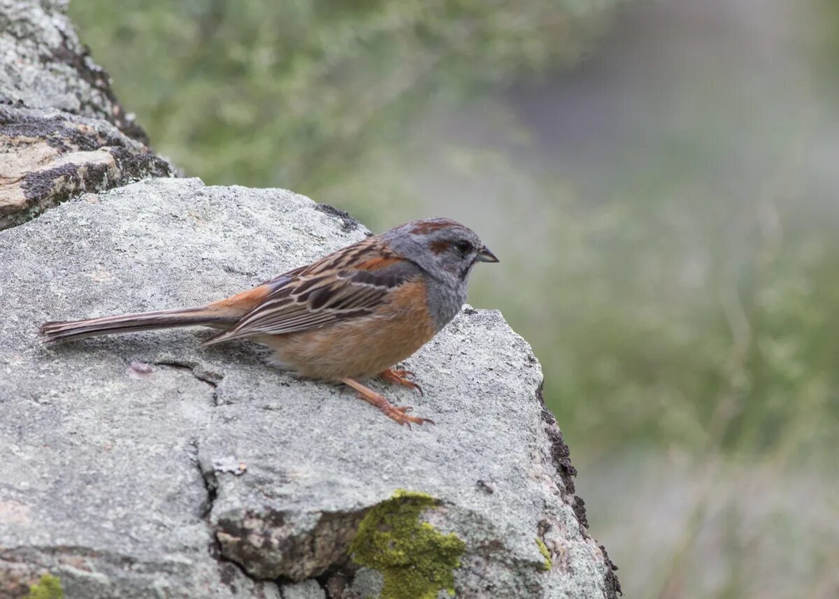 Птицы горного алтая фото и названия Godlewski's Bunting (Emberiza godlewskii). Birds of Siberia.