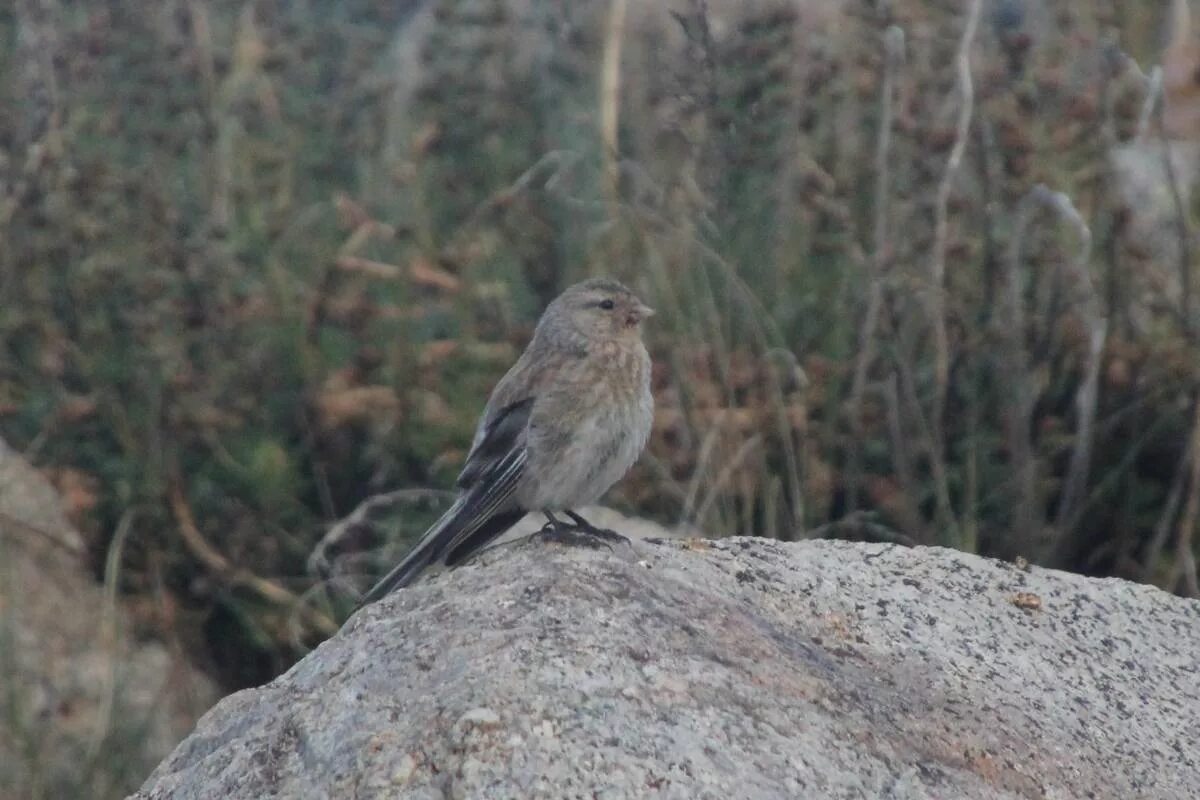 Птицы горного алтая фото и названия Горная чечётка (Acanthis flavirostris). Птицы Сибири.