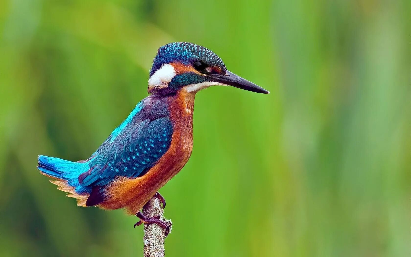 Птицы горы фото Wallpaper : birds, animals, wildlife, kingfisher, beak, fauna, perching bird, ve