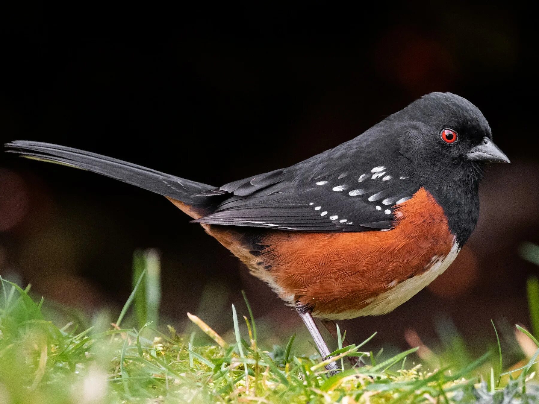 Птицы горы фото Eastern Towhee Towhees poverka-center Prints Art & Collectibles