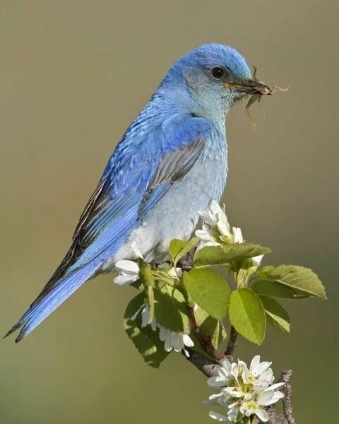 Птицы горы фото Mountain Bluebird - Colorado Kuş, Güzel kuşlar ve Barbie bebekler