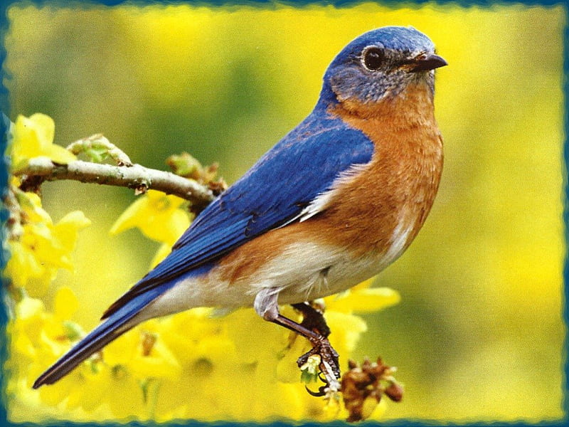 Птицы горы фото Bluebird Wallpaper - photos and vectors