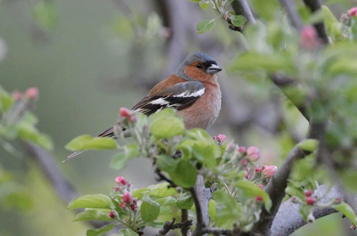 Птицы хакасии фото Common Chaffinch (Fringilla coelebs). Birds of Siberia.