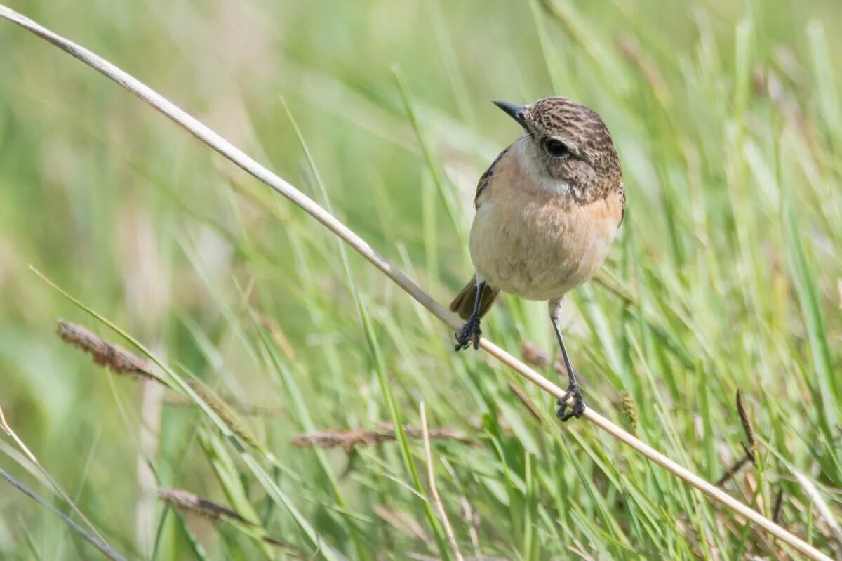 Птицы хакасии фото Common Stonechat (Saxicola torquata). Birds of Siberia.