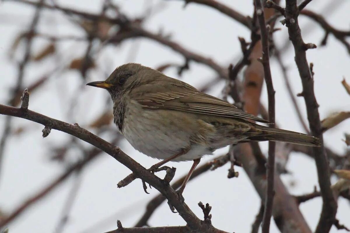 Птицы хакасии фото Black-throated Thrush (Turdus atrogularis). Birds of Siberia.