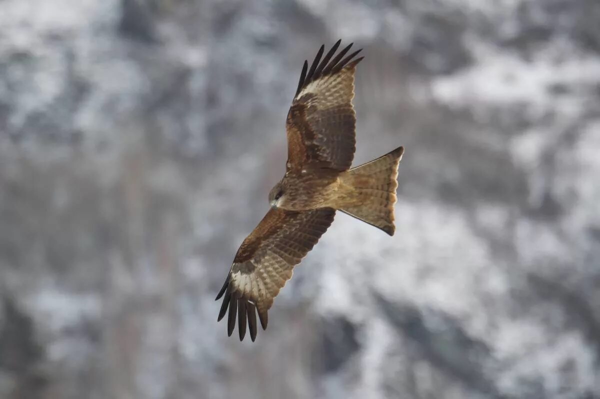 Птицы хакасии фото Black Kite (Milvus migrans). Birds of Siberia.