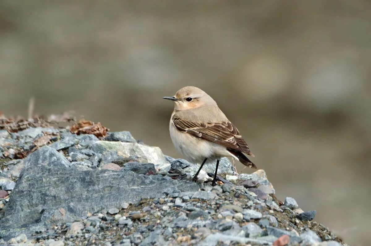 Птицы хакасии фото Northern Wheatear (Oenanthe oenanthe). Birds of Siberia.