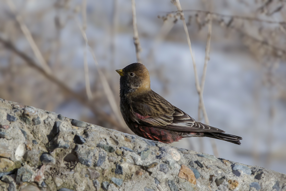 Птицы хакасии фото Asian Rosy-Finch (Leucosticte arctoa).